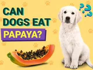 Can Dogs Eat Papaya? Vet-Verified Facts & FAQ