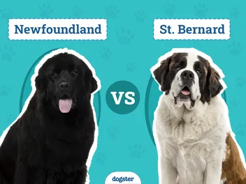 Newfoundland Dog vs St. Bernard: Main Differences (With Pictures)