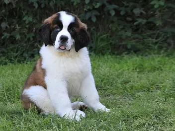 Mini Saint Bernard (Cocker Spaniel & Saint Bernard Mix): Info, Pictures, Care & More