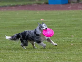15 Best Dog Breeds for Frisbee That Will Love Playing Disc Sports