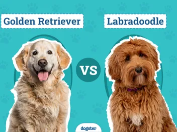 Golden Retriever vs Labradoodle: Surprising Differences (With Pictures)