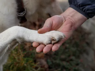 Dog Paw Anatomy: Vet-Approved Facts & Shape Explanation