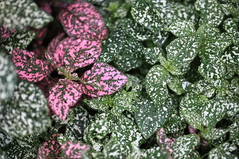 polka dot plant