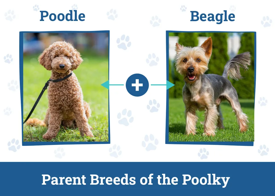 Parent Breeds of the Poolky