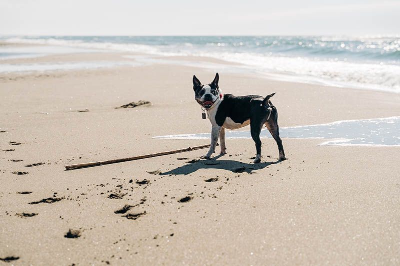 black and white french bulldog at the beach