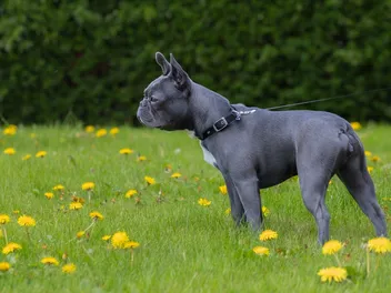 Blue Boston Terrier: Info, Pictures, Facts & History