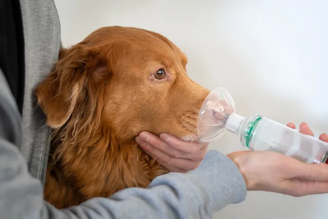 Can Asthma Puffers Be Deadly for Dogs? Our Vet Explains