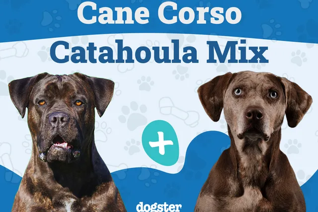 Cane Corso Catahoula Mix: Info, Pictures, Care & More