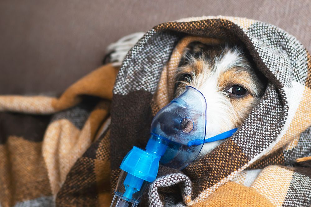 dog in an oxygen mask