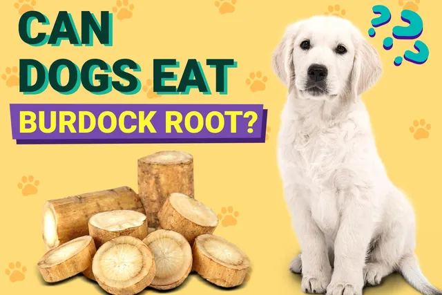 Can Dogs Eat Burdock Root? Vet-Verified Facts & FAQ