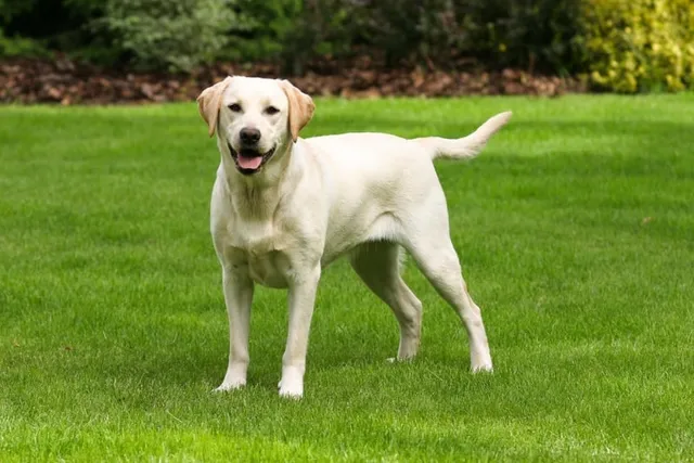 Why Do Dogs Have a Higher Body Temperature? Vet-Approved Facts