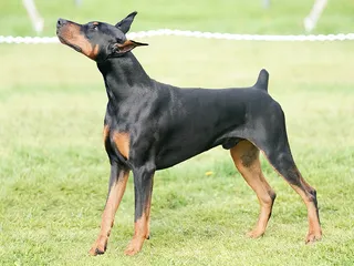 Dog Tail Docking & Ear Cropping: Our Vet Discusses Ethics & Health Considerations