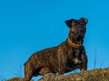 Alano Español Dog Breed: Info, Pictures, Care, Temperament & Traits