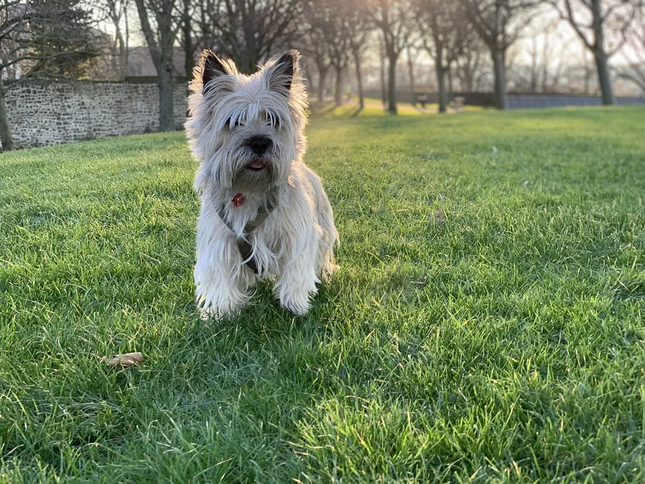 cairn terrier dog