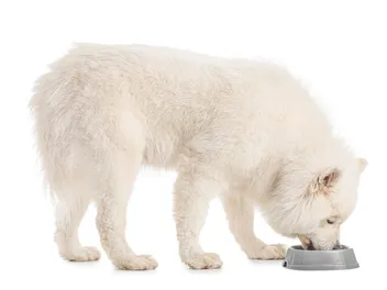 10 Best Low-Calorie Dog Foods in 2026 - Reviews & Top Picks