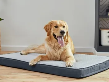 10 Best Dog Cooling Mats in 2026 - Reviews & Top Picks