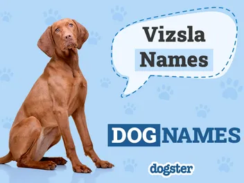 425 Popular & Unique Vizsla Names