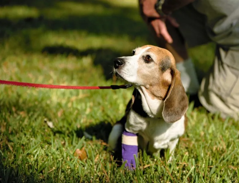 female beagle dog wearing cast with man in background