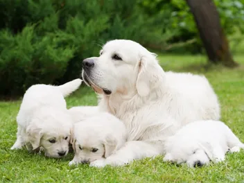 How Many Puppies Do Golden Retrievers Have? Average & Maximum Litter Size