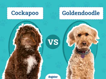 Cockapoo vs Goldendoodle: The Differences (With Pictures)