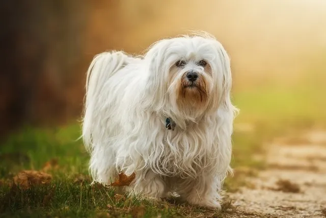 10 Havanese Pros & Cons You Need to Know
