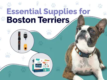 23 Essential Boston Terrier Supplies to Get You Started: 2026 Guide