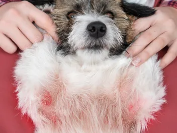 Pyoderma In Dogs: Our Vet Discusses Signs, Causes & Treatment