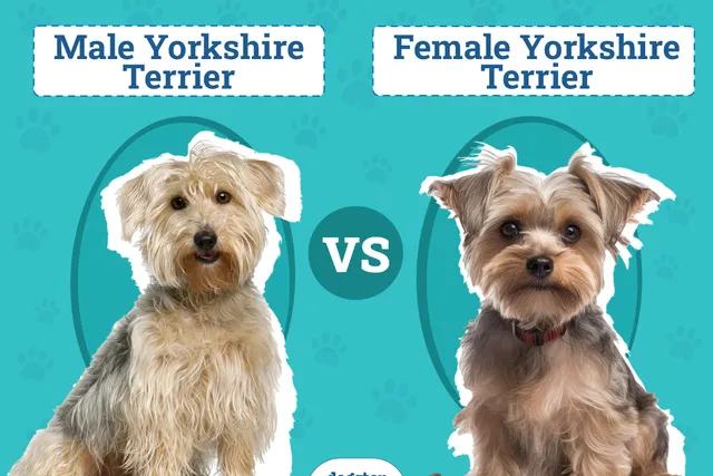 Male vs. Female Yorkshire Terrier: The Differences (With Pictures)