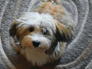 How Much Does a Havanese Dog Shed? Everything You Want to Know (Vet-Reviewed)