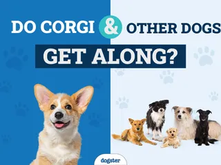 Will a Corgi Get Along With Other Dogs? Facts & Safety Tips