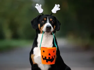 9 Awesome DIY Halloween Dog Toys You Can Make Today (With Pictures)