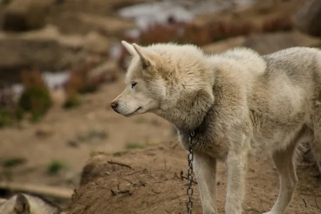 Greenland Dog Breed Guide: Info, Pictures, Care & More