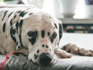 Can Dogs Get the Flu Like Humans? Vet-Approved Facts & FAQ
