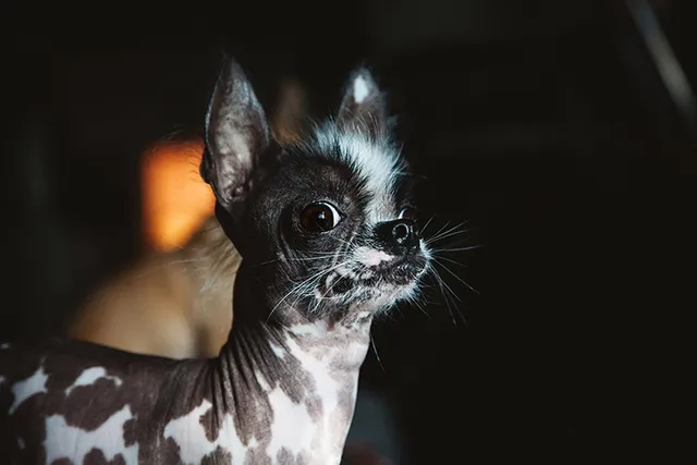 Ugliest Dog Day 2026: When It Is & How to Celebrate
