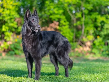 Belgian Shepherd Groenendael: Breed Info, Pictures, Facts & Traits