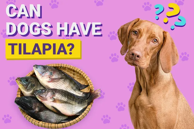 Can Dogs Have Tilapia? Vet-Verified Nutrition Facts & FAQ