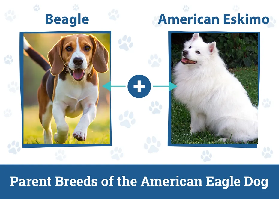 Parent Breeds of the American Eagle Dog