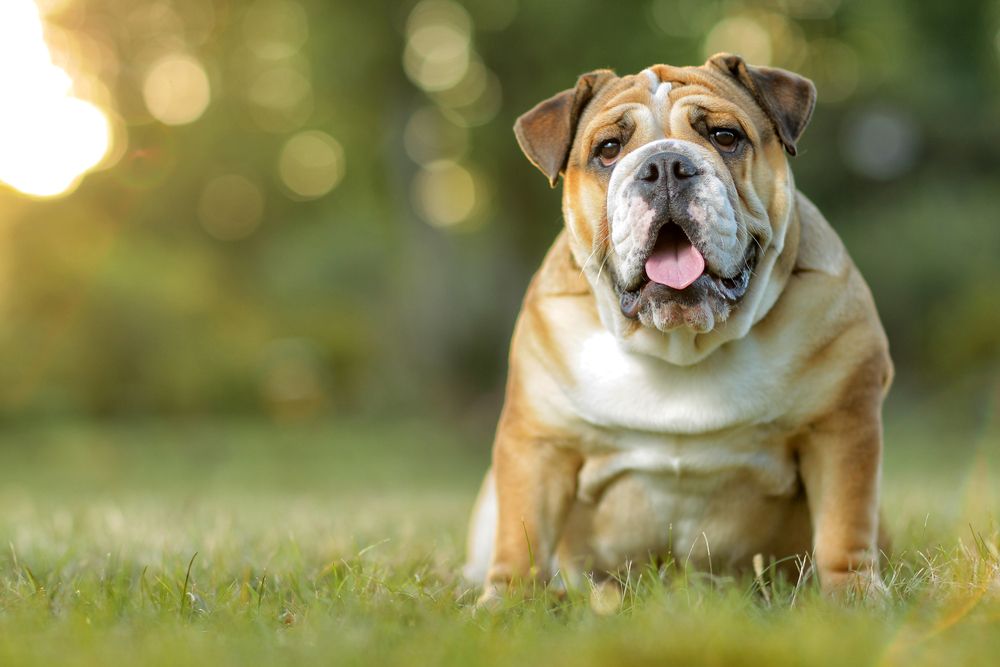 English bulldog