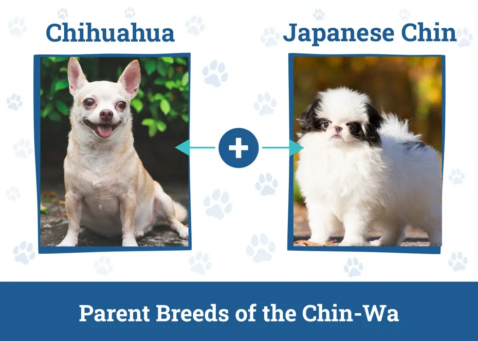 Parent Breeds of the Chin-Wa