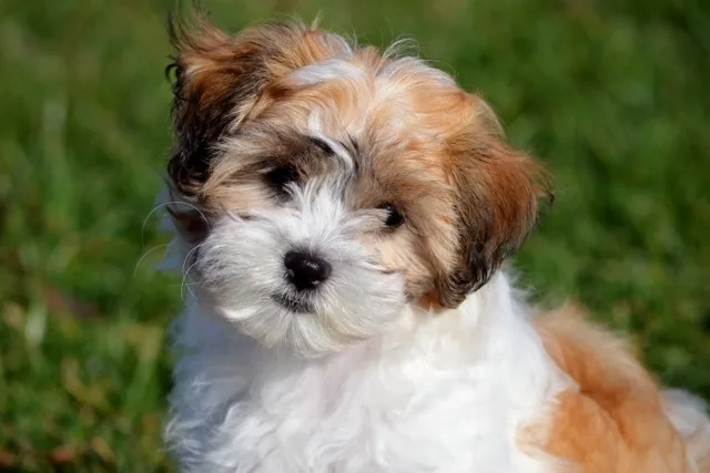 Cock-A-Tzu (Cocker Spaniel Shih Tzu Mix): Info, Pictures, Care & More
