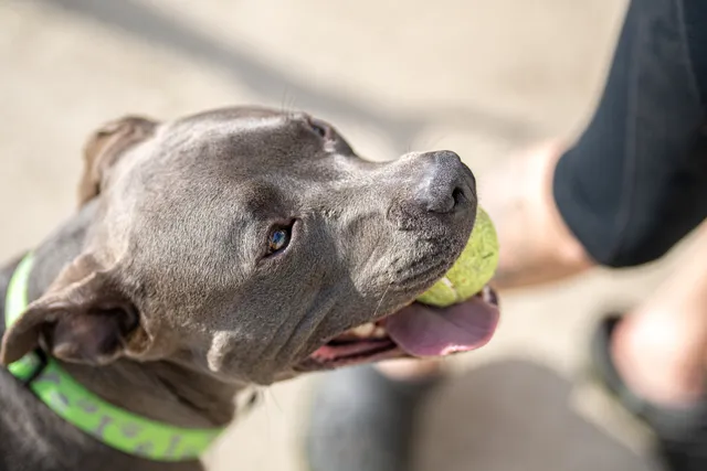 How Strong Is a Pit Bull’s Bite Force? PSI Measurements & Facts (Vet Answer)