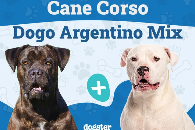 Cane Corso Dogo Argentino Mix: Info, Pictures, Traits & More