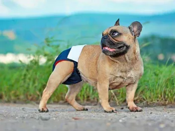 Do Dogs Get Periods? Vet-Approved Canine Heat Explained