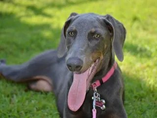 Blue Doberman: Info, Pictures, Origin & History
