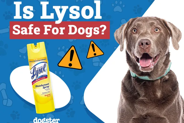 Is Lysol Safe to Use Around Dogs? Vet-Approved Facts & FAQ