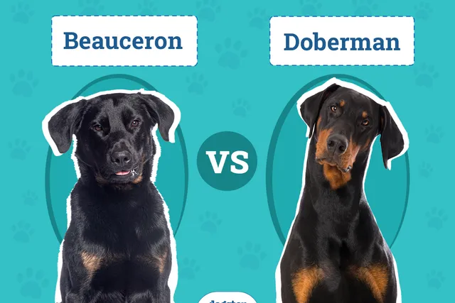 Beauceron vs. Doberman: The Differences (With Pictures)