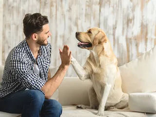 Do Dogs Think They're Human? How They Perceive Our Relationship