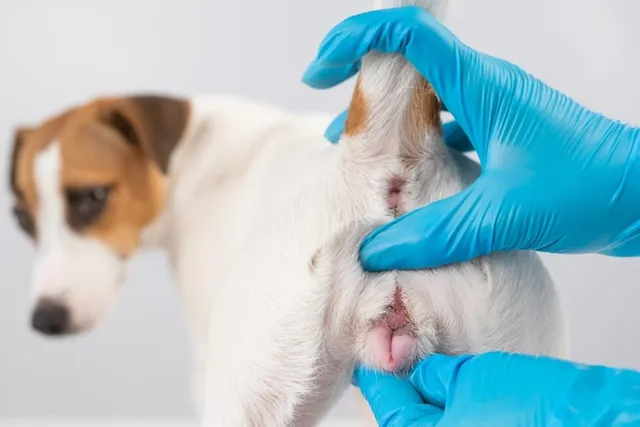 Vaginitis in Dogs: Signs, Causes & Treatment Options (Vet Answer)