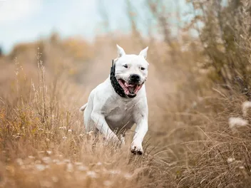 How Fast Can Pitbulls Run? Factors & Uses