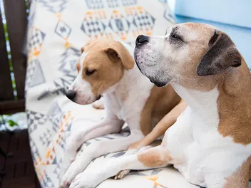 10 Benefits of Getting Your Senior Dog a Puppy Companion: Vet-Verified Facts
